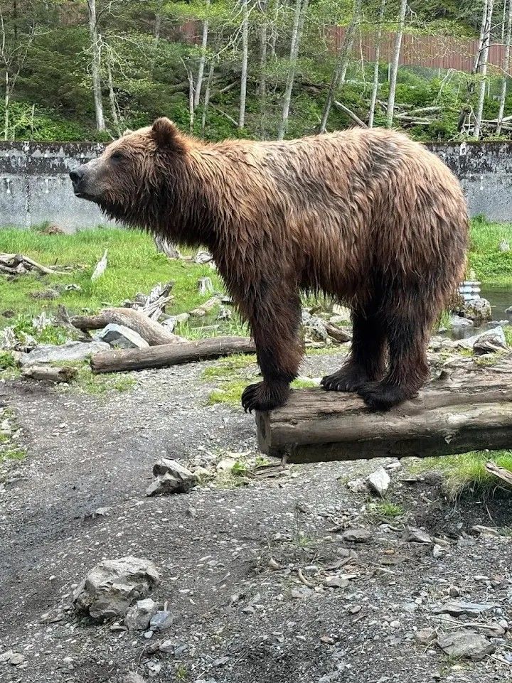 Brown bear up close at Fortress of the Bear in Sitka