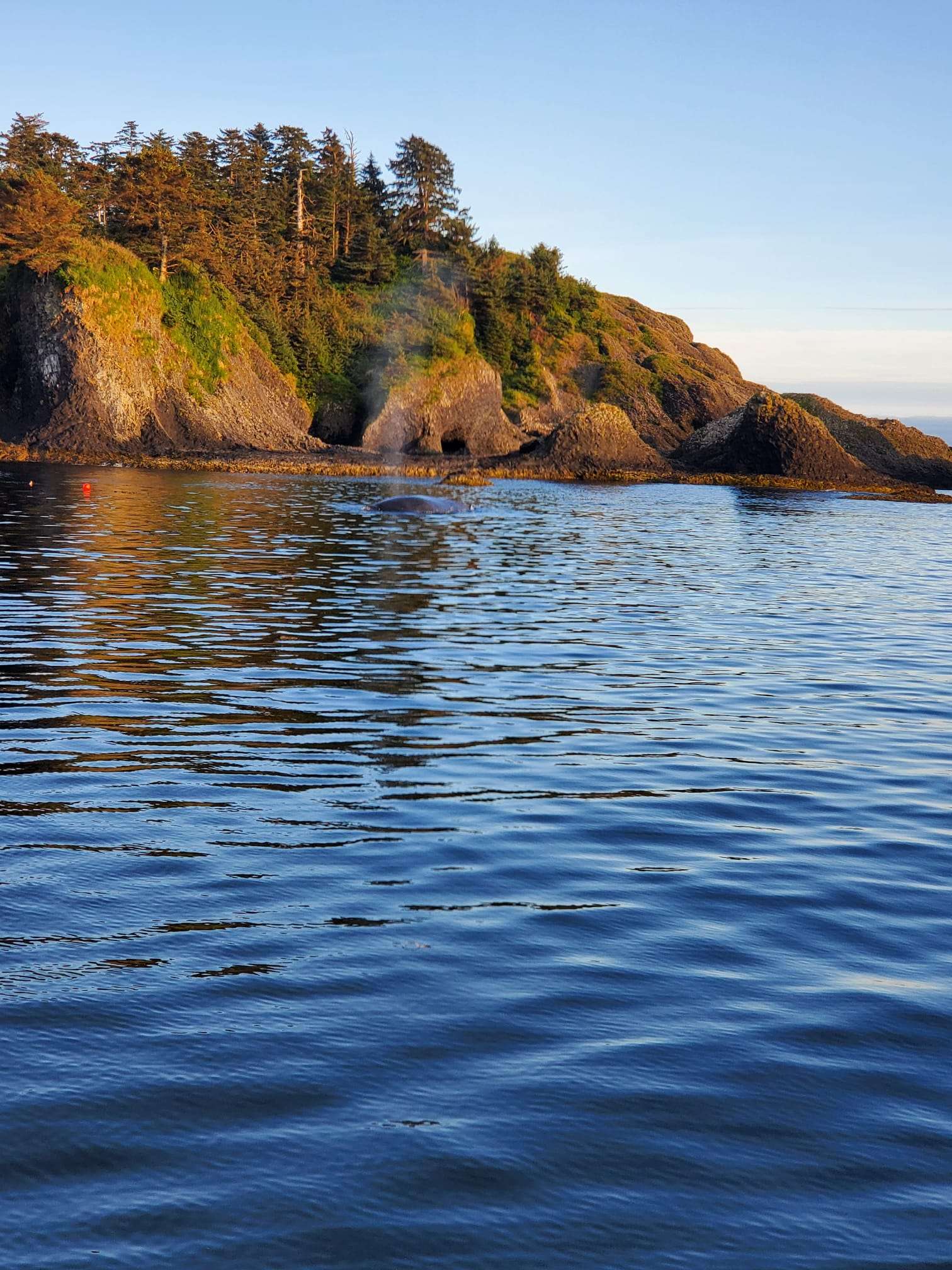 Rocky Sitka coastline in golden light