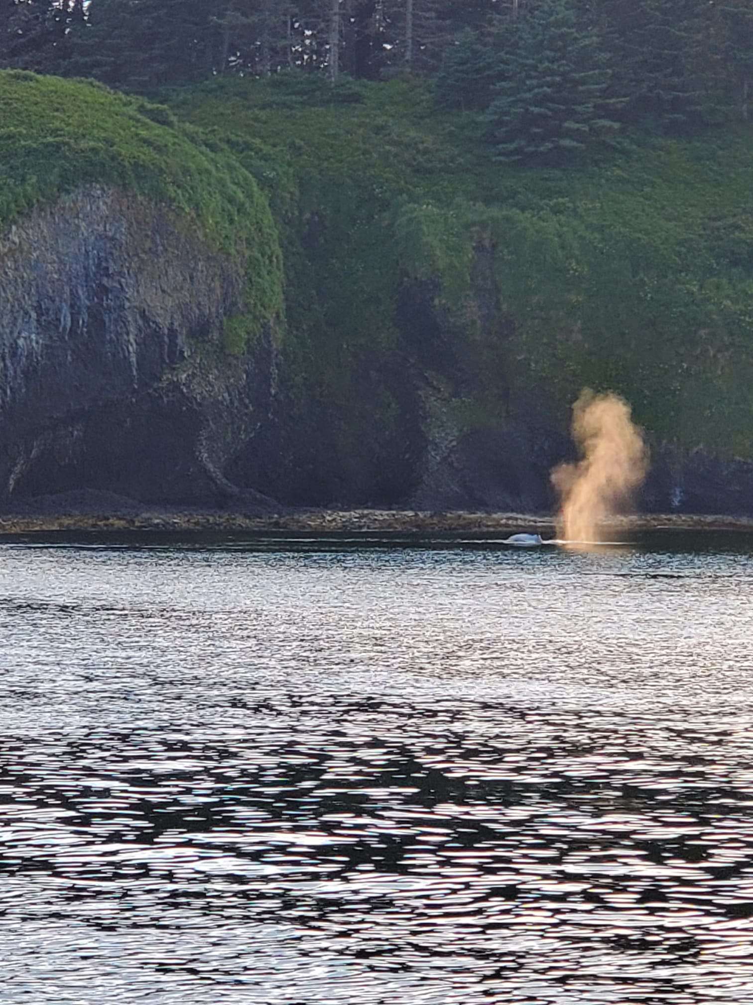 Whale spout near the Sitka coastline